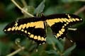 166 Koenigs-Page - Papilio thoas